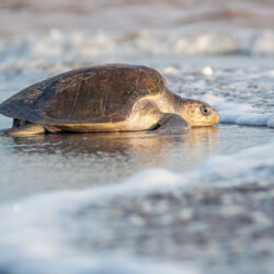 Sea Turtles in Banderas Bay (2021)