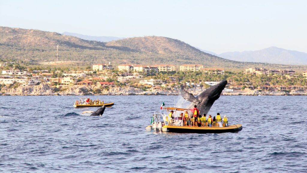 Humpback Whale Watching Tour in Cabo San Lucas