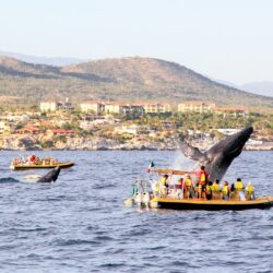 Humpback Whale Watching Tour in Cabo San Lucas